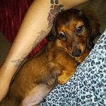 Stacy Shields - @odin.the.magnificent.dachshund - Instagram
