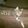 stacysinsabaugh - @stacysinsabaugh - TikTok