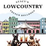 Stacey Stauffer - @stacyslowcountryfrenchbulldogs - Instagram
