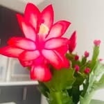 Stacy Stephen - @staysaju - Instagram