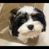 Stacyleetompkins - @avaleen777 - TikTok