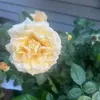 Stacy Walters - @stacy.walters43 - TikTok