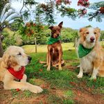 Stacey Weller - @wellersfunnyfarm - Instagram