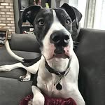 Stacy Wickman - @gr8dne - Instagram