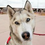 stacy wilder - @pups_from_heaven - Instagram