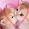 stacy - @stacywilliam8 - TikTok