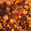 Stacy - @stacy.willow6 - TikTok