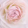 Manifest a Beautiful Life - @stacywinger - TikTok