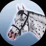 Donkey - @stacy._.wintercamp - Instagram