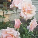 Stacy Goodwin Worthy - @stacy.g.worthy - Instagram