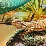 Bearded dragon - @mr.stanley_beardie - Instagram