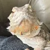 Bearded_Pancake - @bearded_stanley - TikTok
