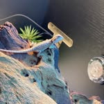 Stanley - @stanleybeardeddragon5 - Instagram