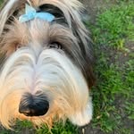 Stanley - @stanley_beardedcollie - Instagram