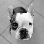 Stanley - @stanley.da.boston - Instagram