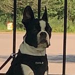 Stanley ❤️ - @stanley.the_boston_terrier - Instagram
