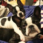 Stanley and Donnie - @stanley.donnie.boston.terriers - Instagram