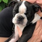 Stanley-BostonTerrier2019 - @stanleybostonterrier2019 - Instagram