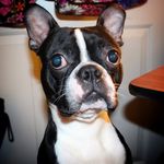 Stanley Michael Conti - @stanley.the.boston - Instagram