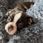 Stanley Sparkle Sampson - @stanley.the.boston.terrier - Instagram