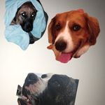Stanley, Tank, Boston - @kuncisdoggos - Instagram