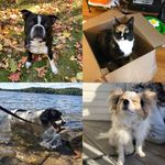 Stanley the Boston - @stanleythebostonandfriends - Instagram