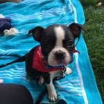 stanley_the_boston - @stanley_boston - Instagram