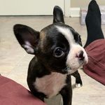 Stanley the Boston Terrier - @lil_man_stanley - Instagram