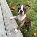 Stanley the Boston Terrier - @stanthebostie - Instagram