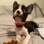 Stanley the Boston Terrier - @stanleytheweeman - Instagram