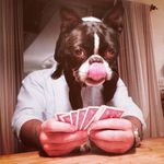 Stanley the Boston Terrier - @mr_stanley_bernstein - Instagram