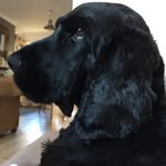 Stanley Brock - @stan_the_cocker_123 - Instagram