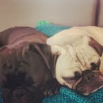 Stanley Brock Loki Brock - @stanleylokipugface - Instagram