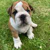 Stanley 🐾 - @stanleybulldog - TikTok