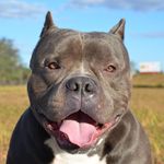 Stanley Bully - @stanley_bully - Instagram