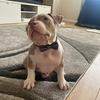 stanley_bully - @stanley_bully - TikTok