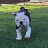 Stanley - @stanleybully - TikTok