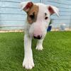 Stanleybullterrier - @stanleybullterrier - TikTok