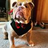 Stanley.bully - @stanley.bully - TikTok