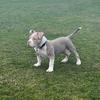 stanleybully_ - @stanleybully_ - TikTok