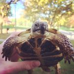 Luigi Stanley Burch - @luigi_the_tortoise - Instagram