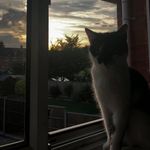 Stanley Burch - @stanley_the_cat16 - Instagram