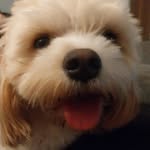 Stanley Bear Burton - @stanley.bear.dog - Instagram