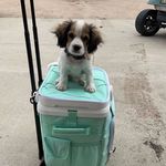 Stanley Burton - @stanley_the_cavamalt - Instagram
