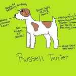 Stanley Wiggle Butts , Jack Russell Terrier Extraordinaire - @stanleywigglebutts - Instagram