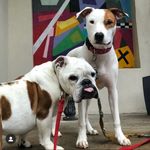 Stanley & Cash - @stanleyncash - Instagram