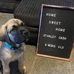 Stanley Cash - @stanleycashmastiff - Instagram