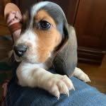 Stanley Christopher - @stanleythebasset22 - Instagram