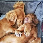 Stanley & Macy Cox - @stanley_and_macy - Instagram