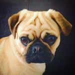Stanley Cox - @stanleytheukpug - Instagram